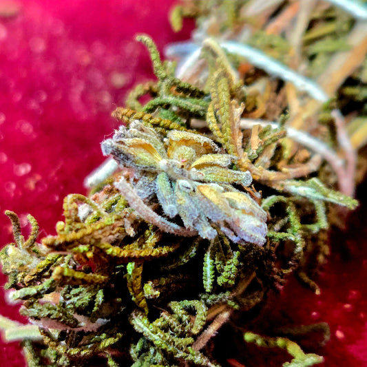 Sahumito Lavanda - Tranquilidad / Armonía / Concentración